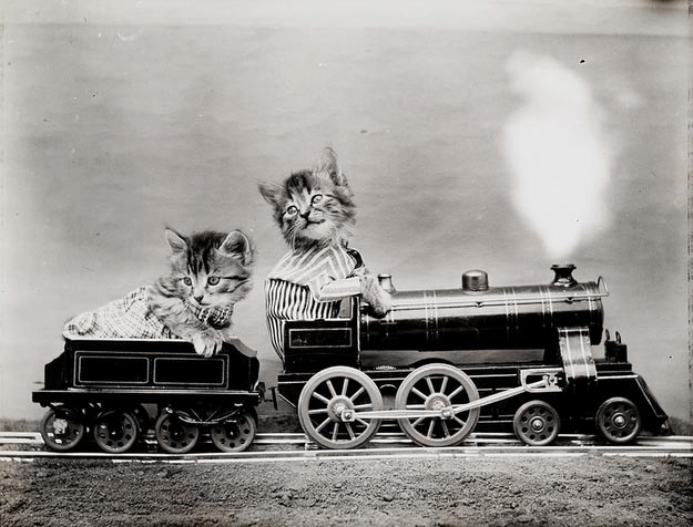 винтажные коты, коты ретро, коты викторианской эпохи