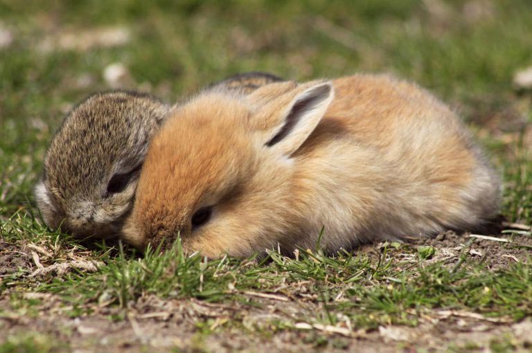 факты об организме, познавательные факты, факты