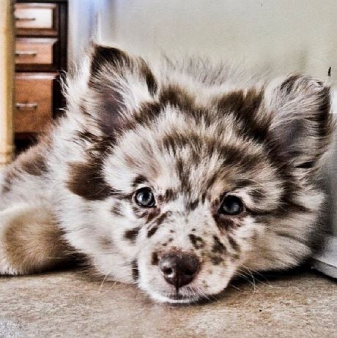 гибриды собак, помеси собак