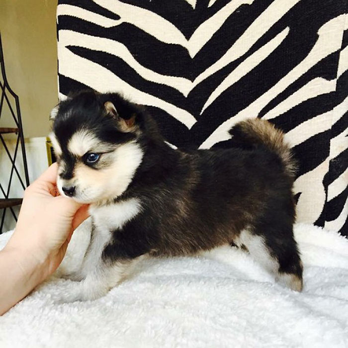 гибриды собак, помеси собак