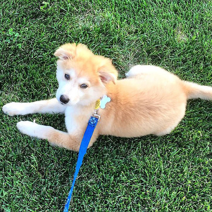 гибриды собак, помеси собак