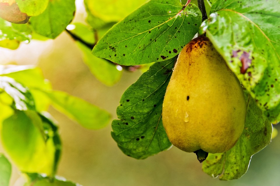 10 осенних продуктов, которые просто обязаны быть в вашем рационе в ноябре осенние продукты, что нужно есть осенью