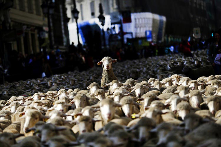 мощные фотографии, самые мощные фотографии недели, обо всём на свете