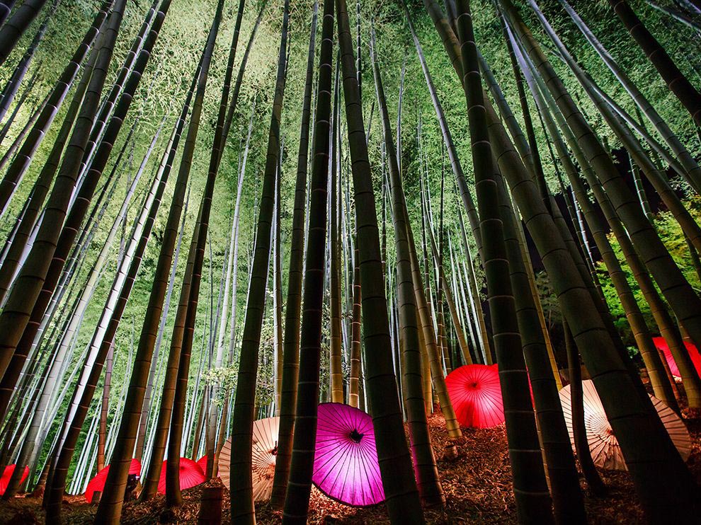 National Geographic за декабрь, лучшие снимки дикой природы