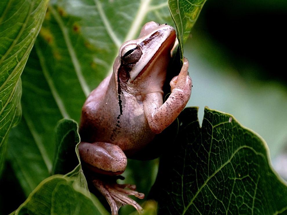 National Geographic за декабрь, лучшие снимки дикой природы