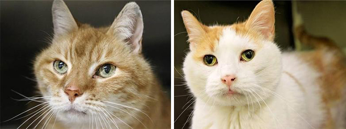 женщина забрала из приюта кота и вернулась за его другом