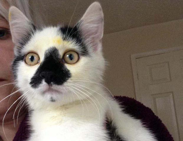 лилии ядовиты для кошек, лилии отравление у кошек, кошка умерла лилии