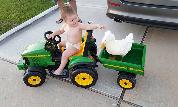 Утка стала няней маленькому мальчику, утка Бика