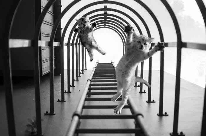 Nikon Awards фотошопленное фото, Nikon фотошопленное фото, Nikon Awards фотошоп фото