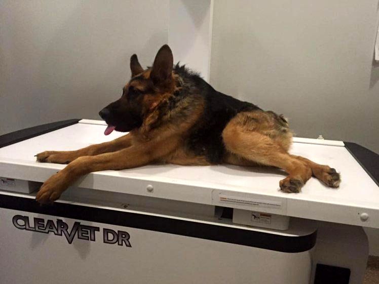 Квазимодо - собака, с крайне коротким позвоночником Квазимодо, овчарка с коротким позвоночником, синдром короткого позвоночника, собака с коротким позвоночником