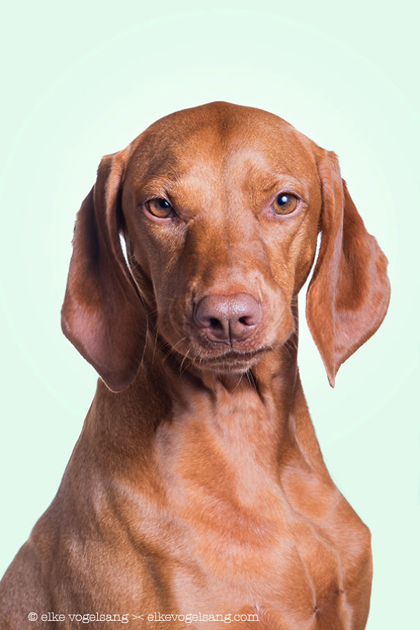 собаки это люди, собаки испытывают человеческие эмоции, Эльке Фогельзанг, Elke Vogelsang)