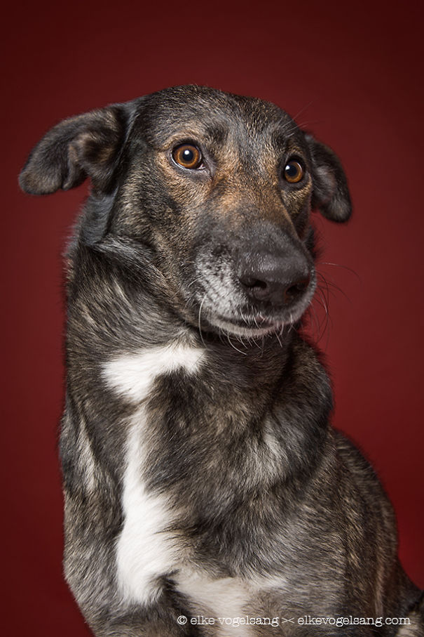 собаки это люди, собаки испытывают человеческие эмоции, Эльке Фогельзанг, Elke Vogelsang)