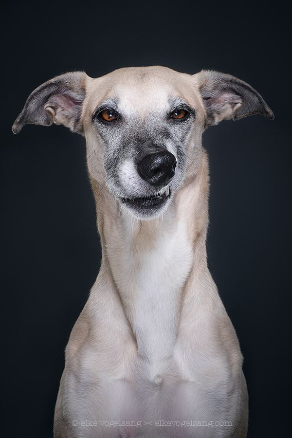 собаки это люди, собаки испытывают человеческие эмоции, Эльке Фогельзанг, Elke Vogelsang)