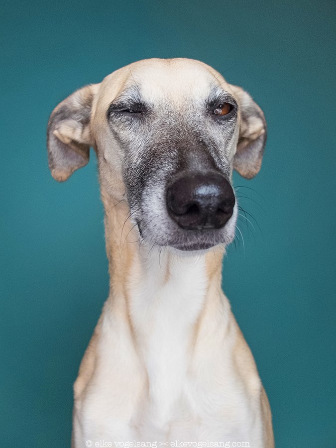 собаки это люди, собаки испытывают человеческие эмоции, Эльке Фогельзанг, Elke Vogelsang)