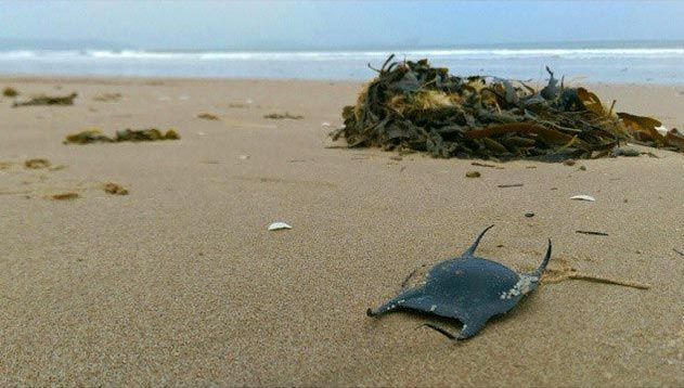 кошелёк русалки, что такое кошелек русалки