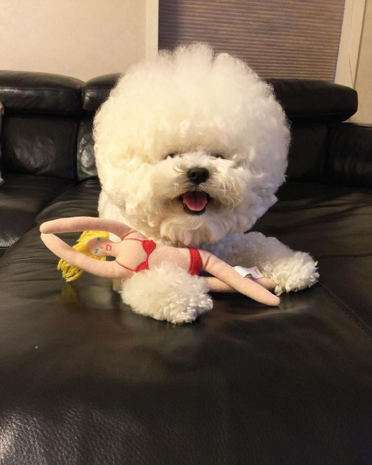 бишон фризе облако, собака выглядит как ватный шарик, собака похожа на облако