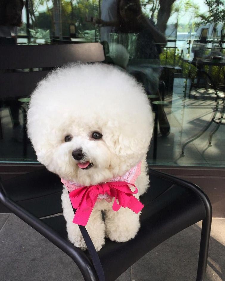 бишон фризе облако, собака выглядит как ватный шарик, собака похожа на облако