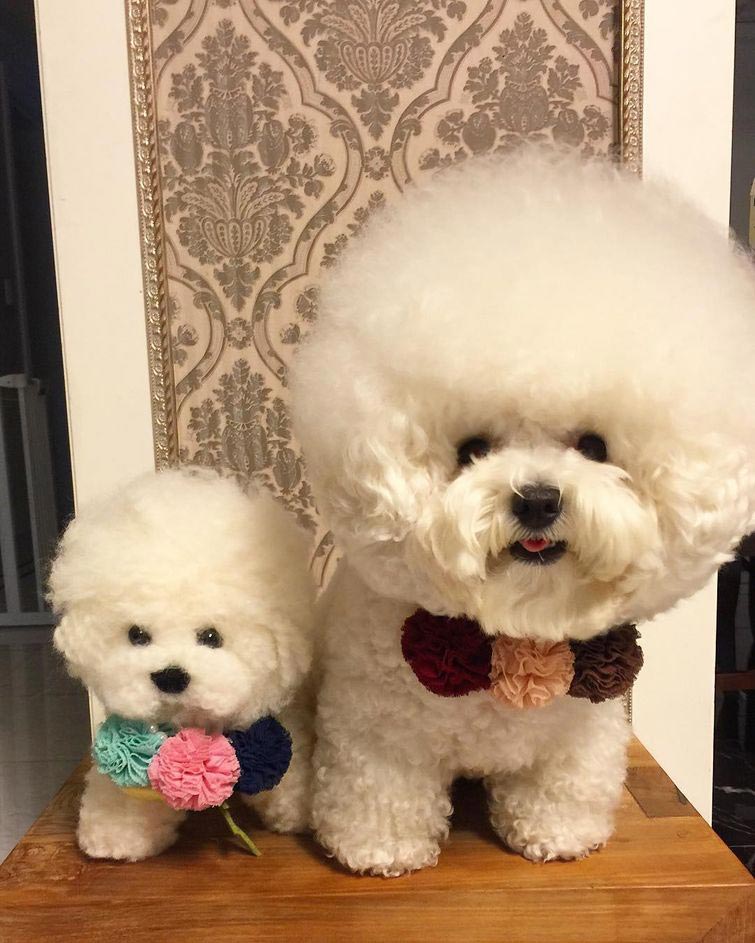 бишон фризе облако, собака выглядит как ватный шарик, собака похожа на облако