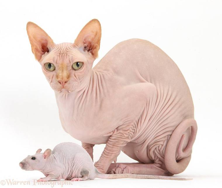 фотограф Марк Тейлор, Mark Taylor, животные одного и того же окраса, животные подобранные по цветам