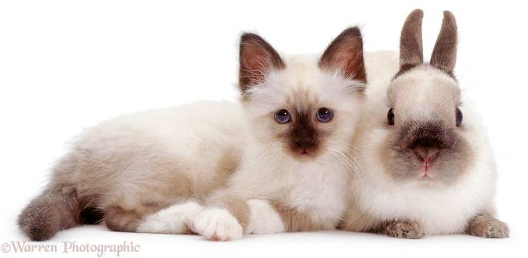 фотограф Марк Тейлор, Mark Taylor, животные одного и того же окраса, животные подобранные по цветам