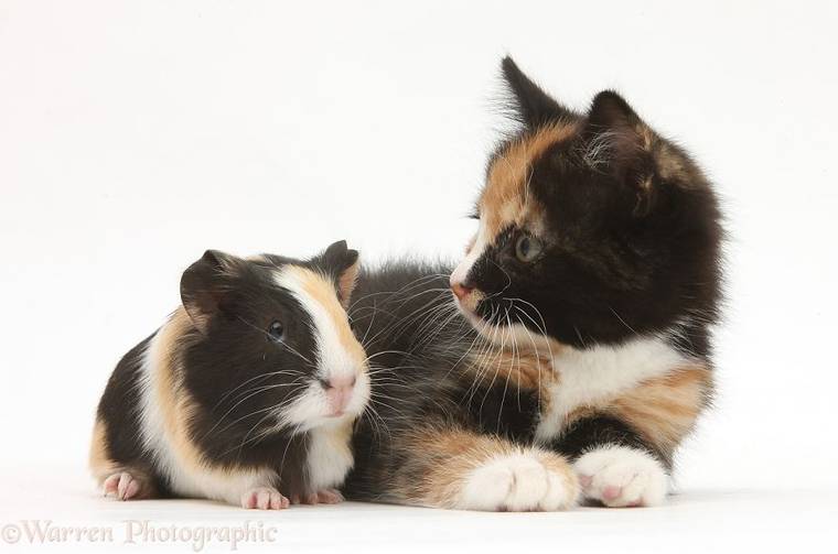 фотограф Марк Тейлор, Mark Taylor, животные одного и того же окраса, животные подобранные по цветам