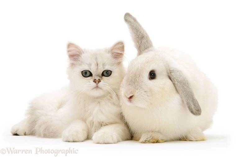 фотограф Марк Тейлор, Mark Taylor, животные одного и того же окраса, животные подобранные по цветам