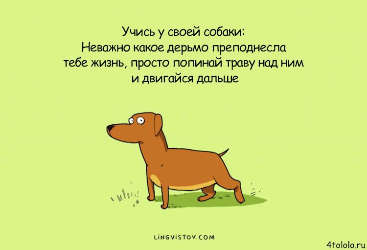 Смешные комиксы о собачьих заскоках, комиксы о собаках, Lingvistov