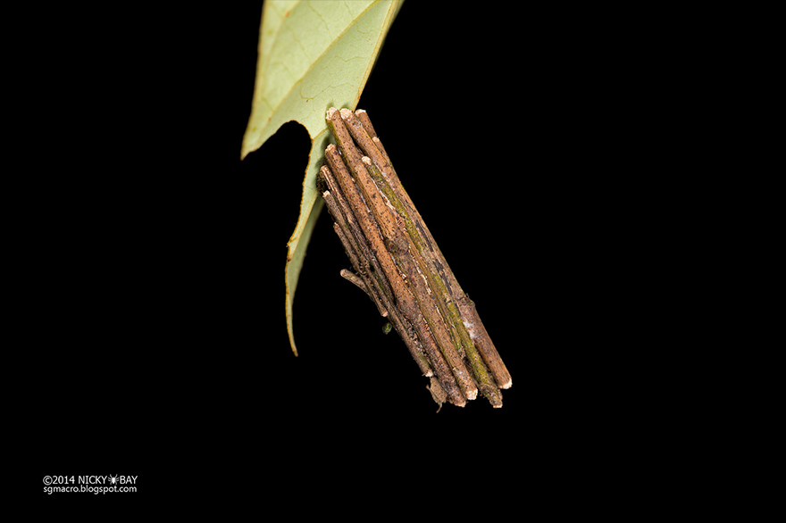 таинственные сооружения мешочницы, сооружения бабочки мешочницы 