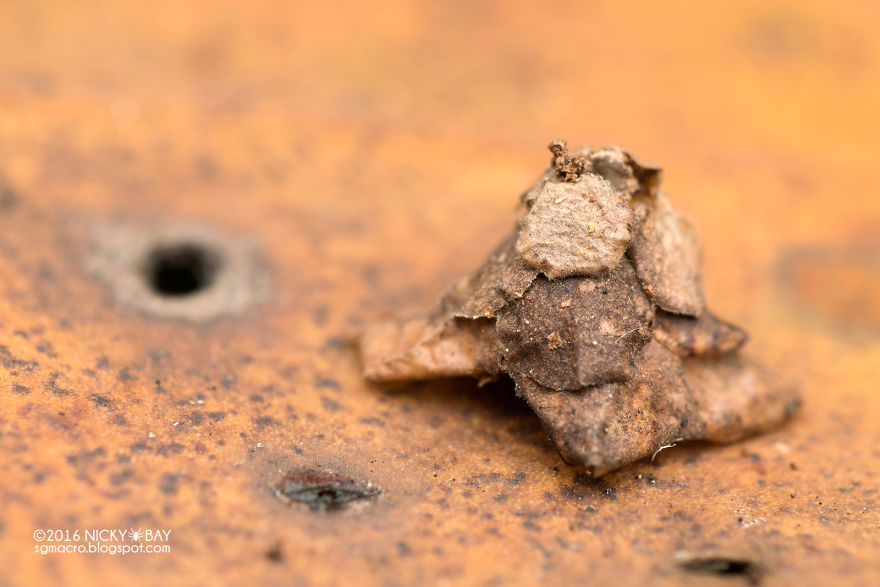 таинственные сооружения мешочницы, сооружения бабочки мешочницы 