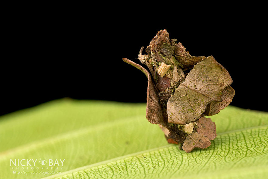 таинственные сооружения мешочницы, сооружения бабочки мешочницы 
