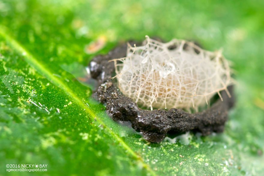 таинственные сооружения мешочницы, сооружения бабочки мешочницы 