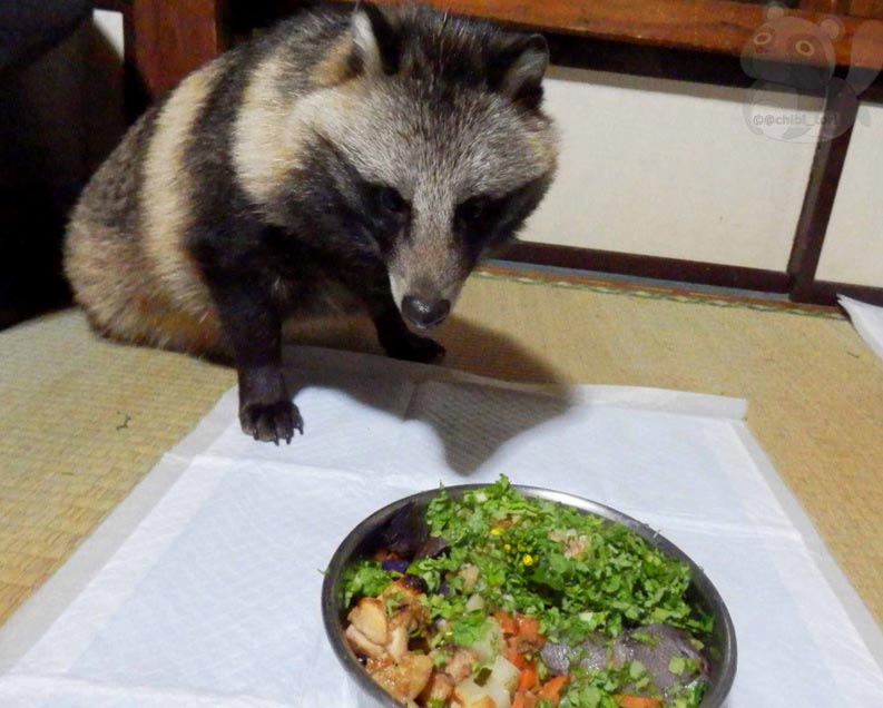 Собака или енот, енотовидная собака Тану, енотовидная собака дома, Тануки