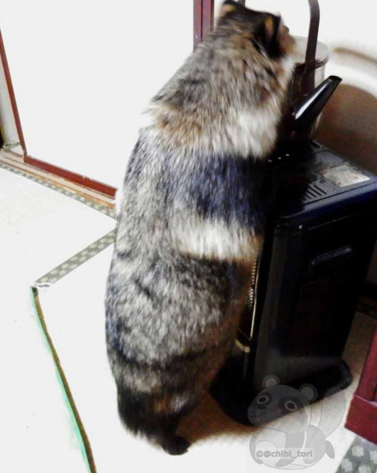 Собака или енот, енотовидная собака Тану, енотовидная собака дома, Тануки