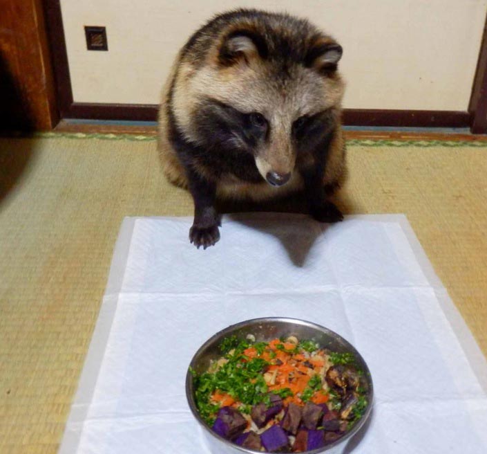 Собака или енот, енотовидная собака Тану, енотовидная собака дома, Тануки