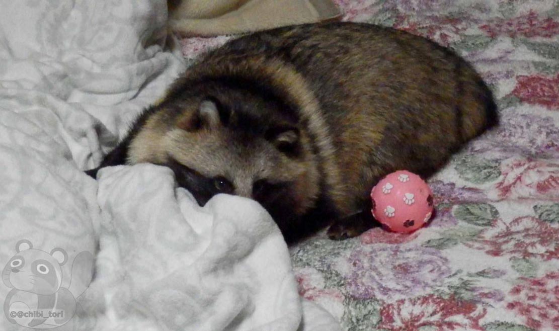 Собака или енот, енотовидная собака Тану, енотовидная собака дома, Тануки