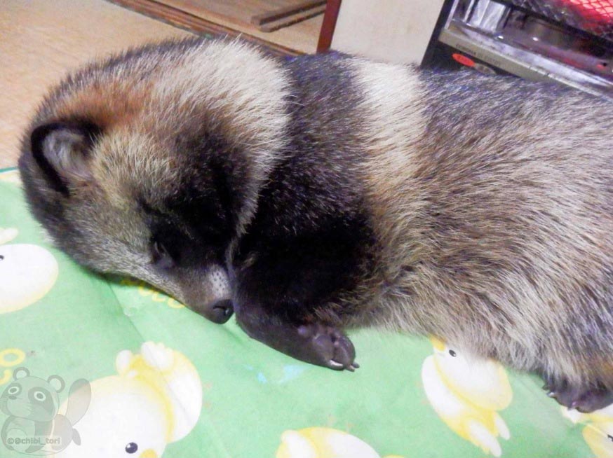 Собака или енот, енотовидная собака Тану, енотовидная собака дома, Тануки