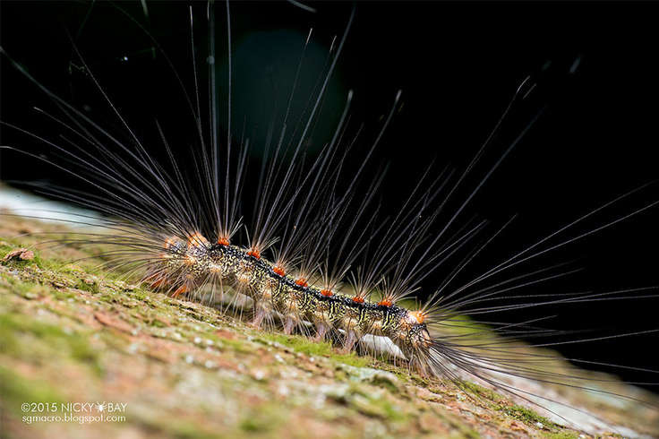 таинственные сооружения мешочницы, сооружения бабочки мешочницы 