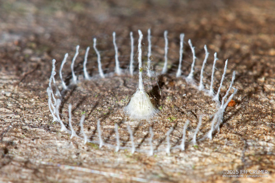 таинственные сооружения мешочницы, сооружения бабочки мешочницы 