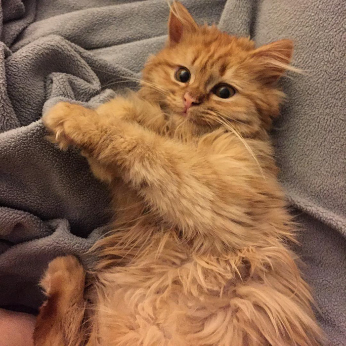 котёнок улыбается, котёнок Рей