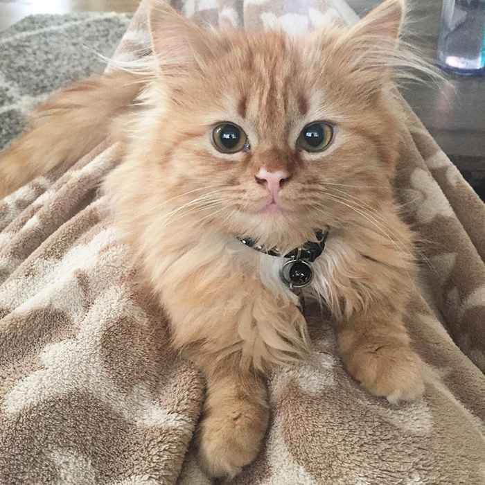 котёнок улыбается, котёнок Рей