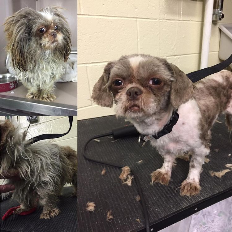 Мужчина делает бесплатные стрижки старым собакам из приюта,мужчина стрижёт собак, Марк Имхоф