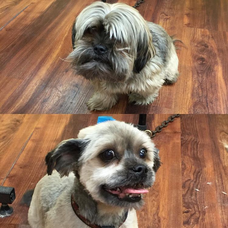 Мужчина делает бесплатные стрижки старым собакам из приюта,мужчина стрижёт собак, Марк Имхоф