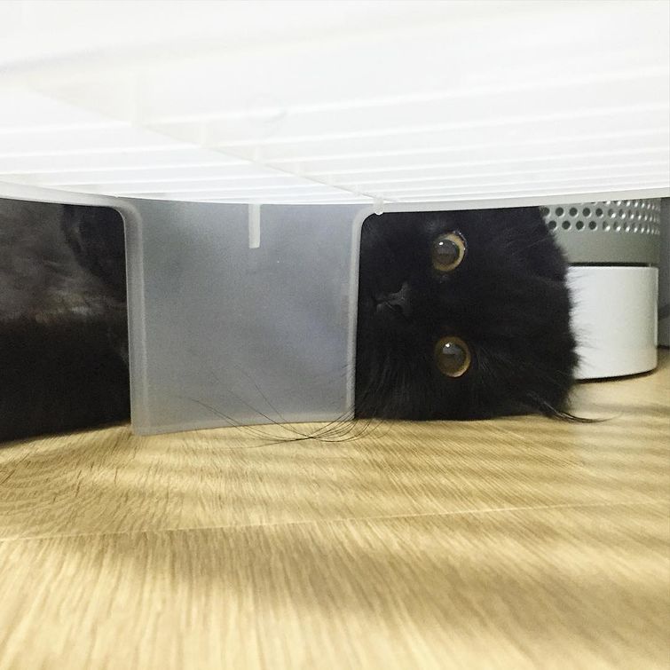 кот Гимо, Gimo cat, кот с огромными глазами