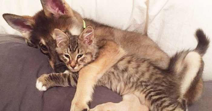 Этот хаски выбрал своего собственного котенка, чтобы забрать его из приюта хаски выбрал собственного котенка чтобы забрать его из приюта, хаски по кличке ворон