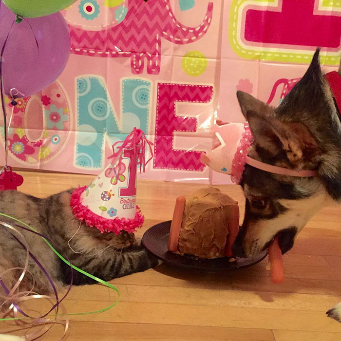 Этот хаски выбрал своего собственного котенка, чтобы забрать его из приюта хаски выбрал собственного котенка чтобы забрать его из приюта, хаски по кличке ворон