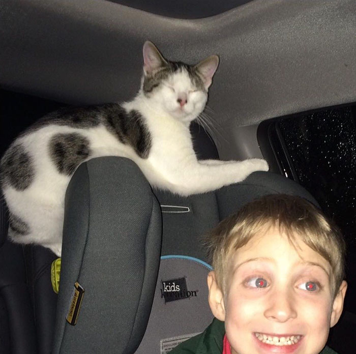 Кот спасённый за пару часов до смерти, кот Генри благодарит спасительницу