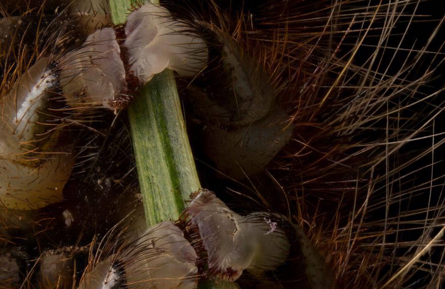 аботы победителей фотоконкурса микрофотографии, Nikon's Small World 2016