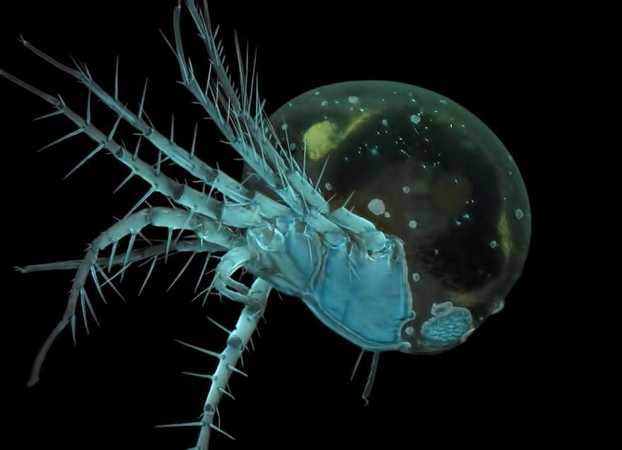 аботы победителей фотоконкурса микрофотографии, Nikon's Small World 2016