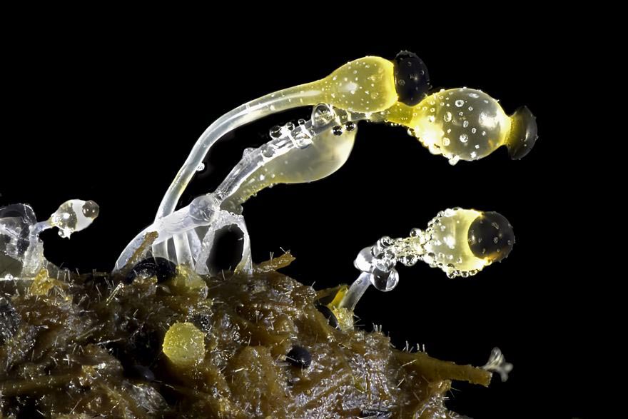 аботы победителей фотоконкурса микрофотографии, Nikon's Small World 2016