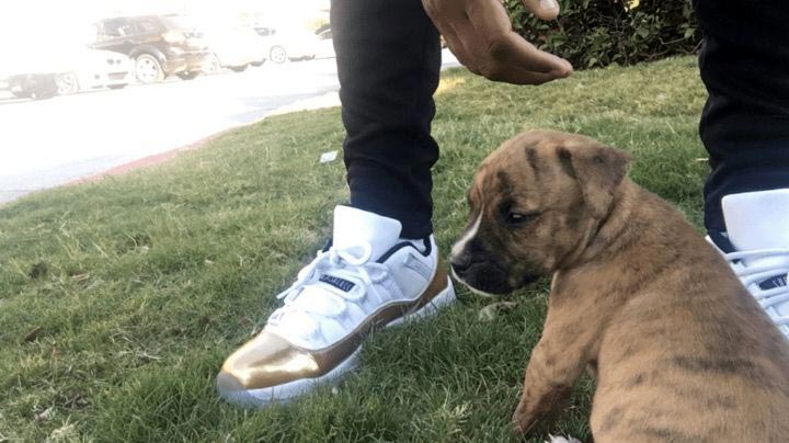 Этот щенок пытался убрать за собой лужу и это не может не умилять щенок пытался убрать за собой лужу